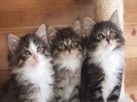 /album/galeria-de-fotos-miss-kitty1/dscf1013-jpg/