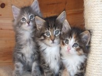 /album/galeria-de-fotos-miss-kitty1/dscf1018-jpg/