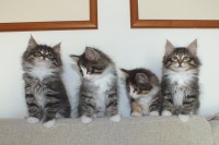 /album/galeria-de-fotos-miss-kitty1/dscf1192-jpg/