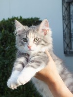 /album/galeria-de-fotos-miss-kitty1/a41-jpg/