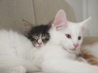 /album/galeria-de-fotos-miss-kitty1/a45-jpg/