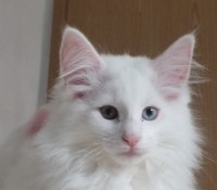 /album/galeria-de-fotos-miss-kitty1/a57-jpg/