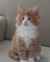 /album/galeria-de-fotos-miss-kitty1/a65-jpg/