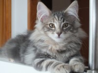 /album/galeria-de-fotos-miss-kitty1/a91-jpg/