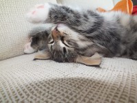 /album/galeria-de-fotos-miss-kitty1/a101-jpg/