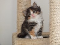 /album/galeria-de-fotos-miss-kitty1/a137-jpg/