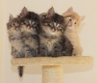 /album/galeria-de-fotos-miss-kitty1/a209-jpg/