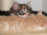 /album/galeria-de-fotos-miss-kitty1/a220-jpg/