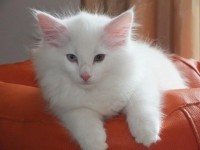 /album/galeria-de-fotos-miss-kitty1/a196-jpg/