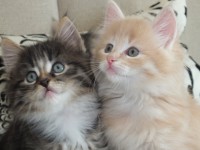 /album/galeria-de-fotos-miss-kitty1/a221-jpg/