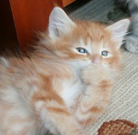 /album/galeria-de-fotos-miss-kitty1/a263-jpg/