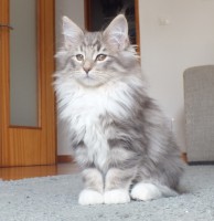 /album/galeria-de-fotos-miss-kitty1/dscf3948-jpg/