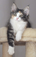 /album/galeria-de-fotos-miss-kitty1/dscf3676-jpg/