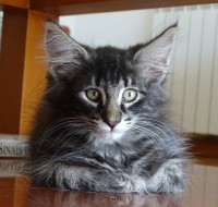 /album/galeria-de-fotos-miss-kitty1/dsc08019-jpg/