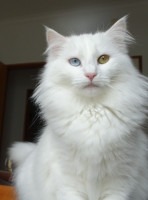 /album/galeria-de-fotos-miss-kitty1/dsc04289-jpg/